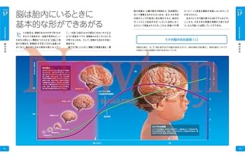 脳大図鑑   /ニュ-トンプレス/河西春郎（単行本） Newton大図鑑シリーズ 脳大図鑑 (ニュートン大図鑑シリーズ